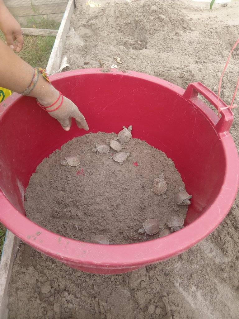 el Instituto de Educación Superior tecnológico con su local Juancito, viene siendo parte del cuidado y la preservación de la fauna local